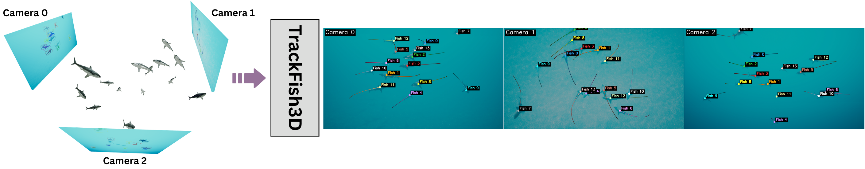 TrackFish3D teaser showing multi-view fish tracking output.